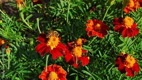 Close up of honeybee slowly collecting nectar from bright red marigold flower. Natural pollination, insect activity, botanical background