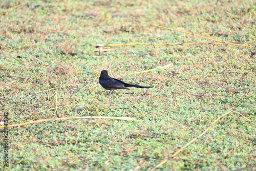 Black drongo or Dicrurus macrocercus bird in the field. It is a small Asian passerine bird of the drongo family Dicruridae. This is a common bird found in most parts of South Asia.