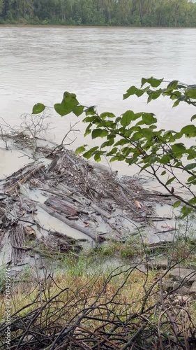 Great Blue Heron on driftwood along river bank