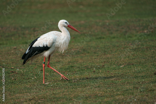 White stork