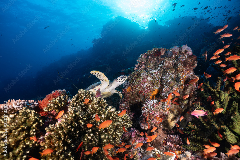 Fototapeta premium scuba diver and coral reef from Komo National Park