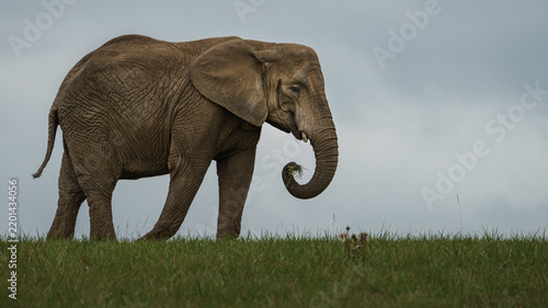 African bush elephant