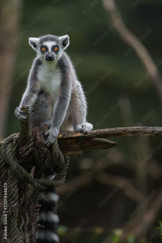 Fototapeta premium Ring tailed lemur