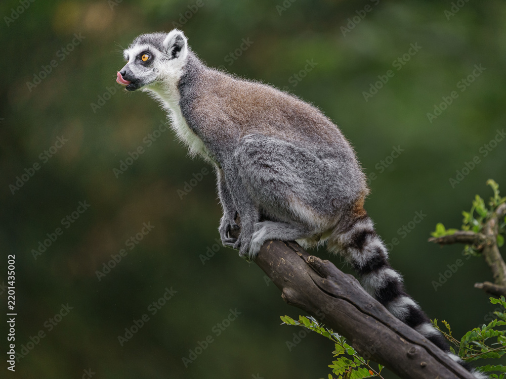 Fototapeta premium Ring tailed lemur