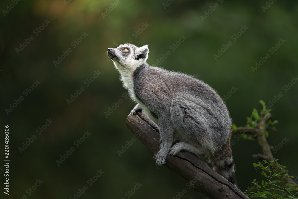 Fototapeta premium Ring tailed lemur