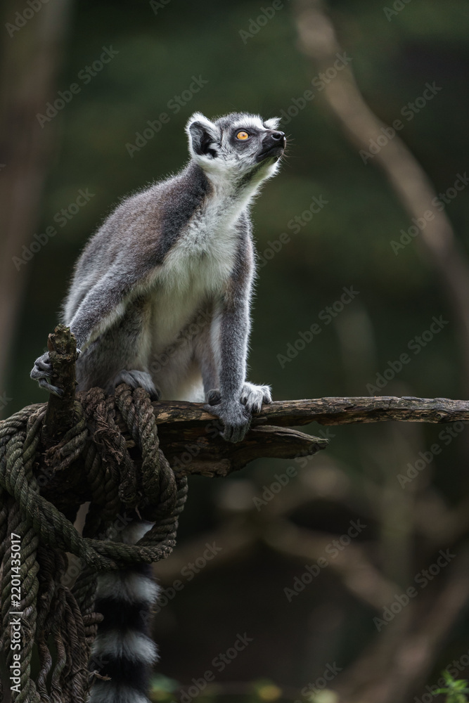 Fototapeta premium Ring tailed lemur