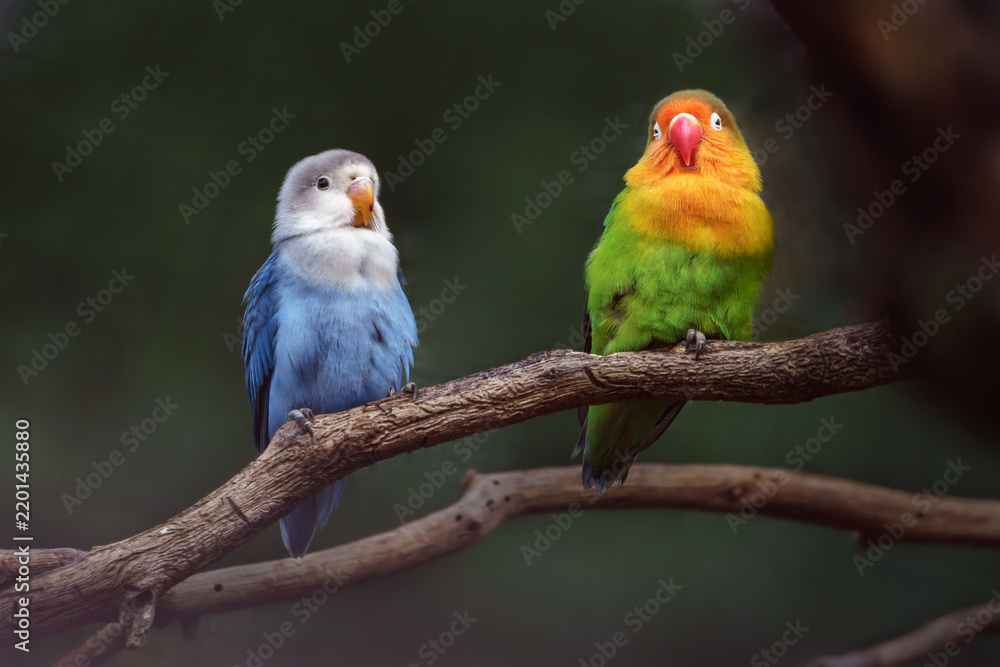 Obraz premium Fischer's lovebird