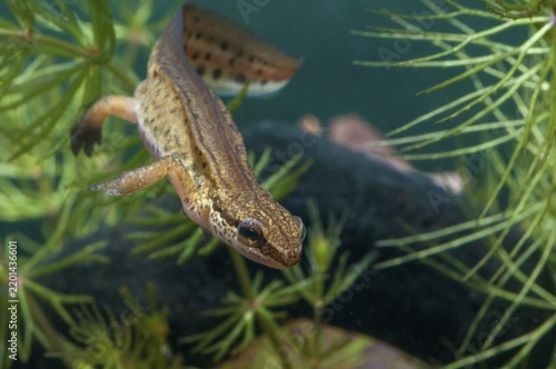 Threaded newt, Lissotriton helveticus, palmate newt, Triturus helveticus, amphibians, amphibians, caudata, amphibians, males, newts, newts, tailed amphibians, water newts
