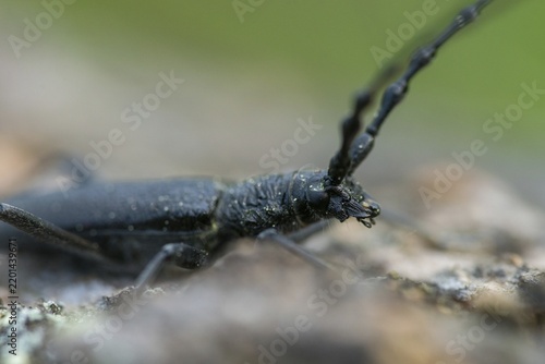 Beechbuck, beech spike, cerambycidae, cerambyx scopolii, small oakbuck, wrinkled buck, scopolis longhorn beetle, beetle, capricorn beetle, coleoptera, insects, beetles
