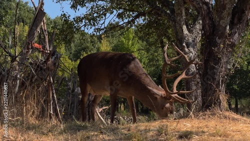 Majestic Stag Grazing Near Ruins in Dry Woodland