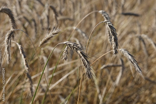 фотографія Wheat ear presented in detailed close view, natural curvature and textured surfa