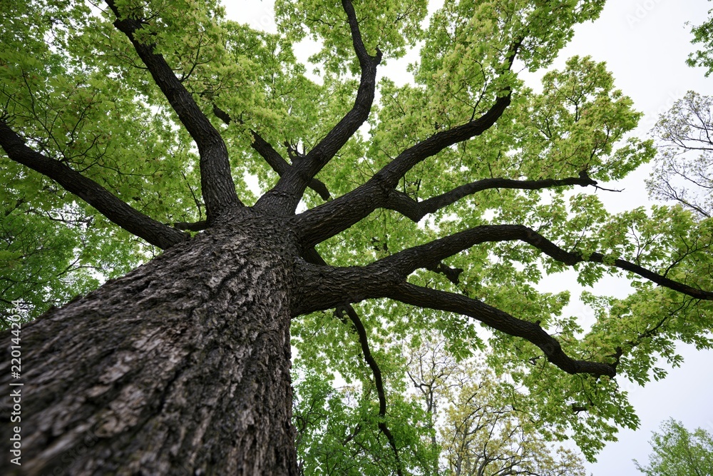 Obraz premium The Majestic Tree Reaching for the Sky Through a Lush Canopy