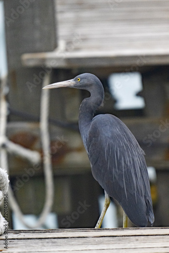 Pacific Reef Heron, on Gaya Island, Borneo, (upright)