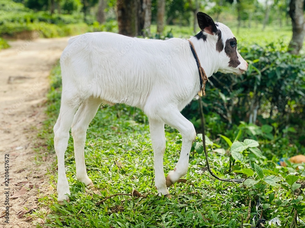 Fototapeta premium White and Black Calf Walking Through a Green Tea Plantation