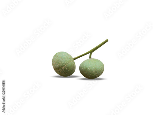 Trewia nudiflora or Mallotus nudiflorus fruits isolated on a white background