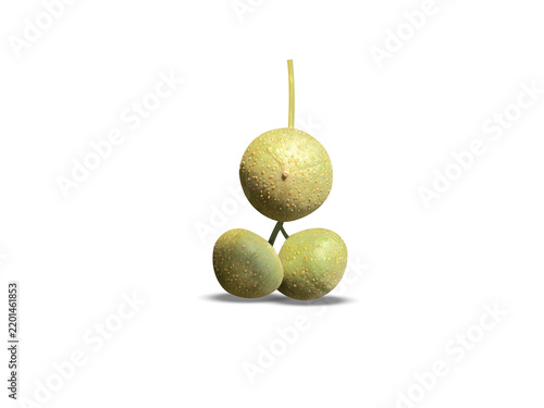 Trewia nudiflora or Mallotus nudiflorus fruits isolated on a white background