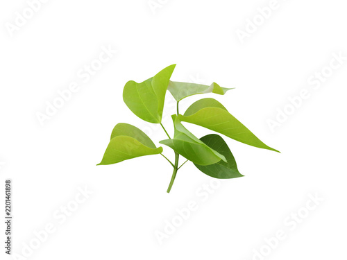 Trewia nudiflora or Mallotus nudiflorus plant leaves isolated on a white background