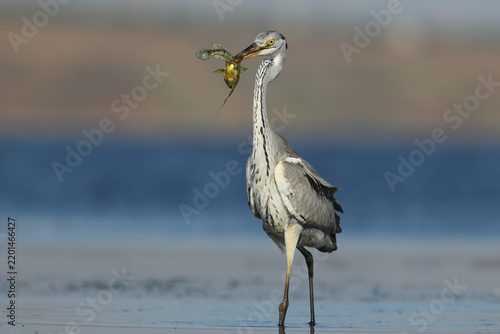 Fotografie Grey Heron (Ardea cinerea) standing upright in shallow water holding a caught fish in its beak