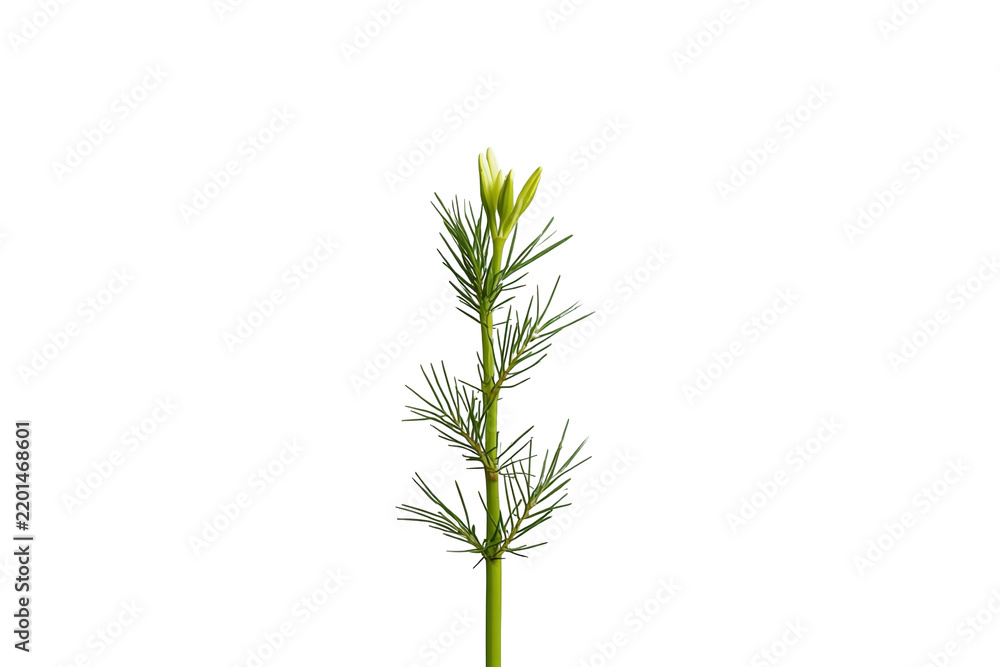 Fototapeta premium Distinctive Slender green herb sprig Design Resource