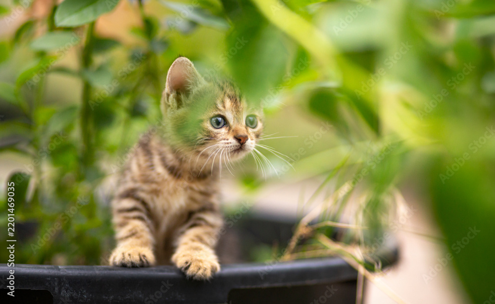 Obraz premium A summer portrait of curious tabby kitten in the garden flowerpot, funny pets concept