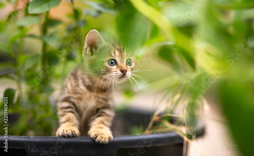 A summer portrait of curious tabby kitten in the garden flowerpot, funny pets concept