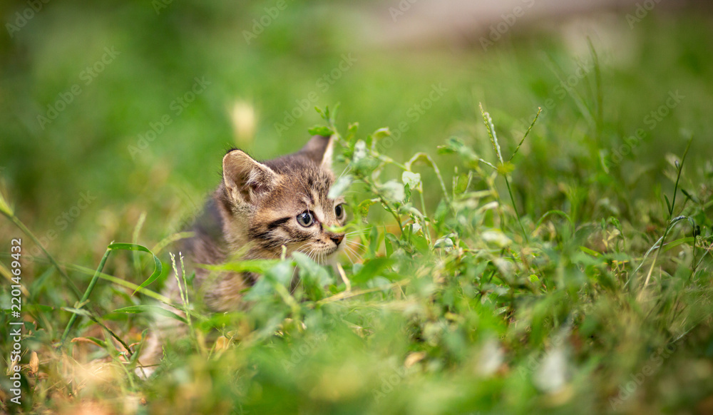 Obraz premium A small tabby kitten in green grass careful exploring summer garden, adorable animal outdoors, pet concept