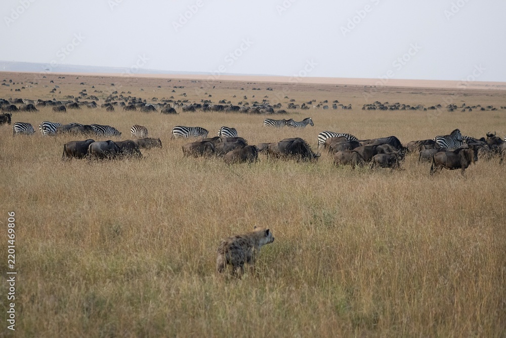 Fototapeta premium herd of wildebeest and zebra, hyena in foreground