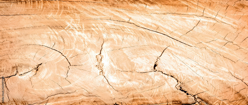 Fototapeta premium Sawn log wood texture background showing pale timber trunk surface with natural saw marks and cracks for rustic design use