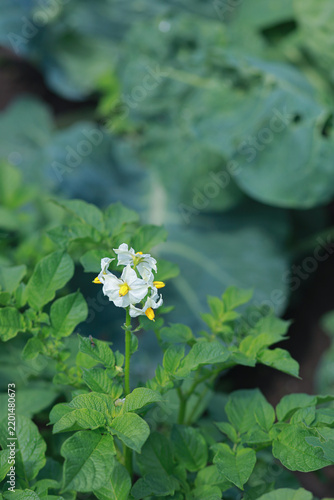 Potato plant blooms with white flower and yellow anther among green leaf in a garden. Flowering crop represents plant development, food cultivation and summer agriculture.
