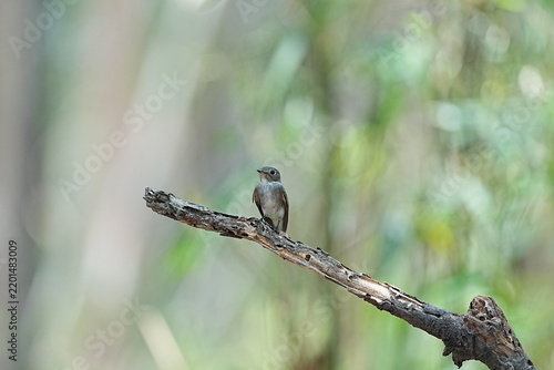 The Brown-streaked Flycatcher lives in natural forests.