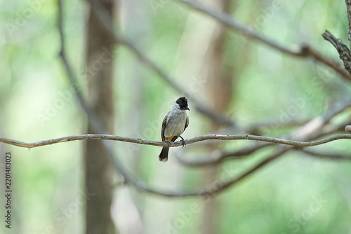 The Sooty-headed Bulbul lives in natural forests.
