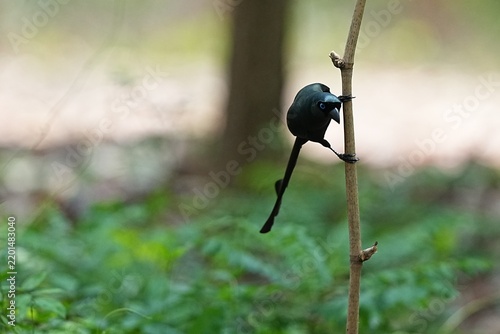 The Oriental Pied Hornbill lives in the wild.