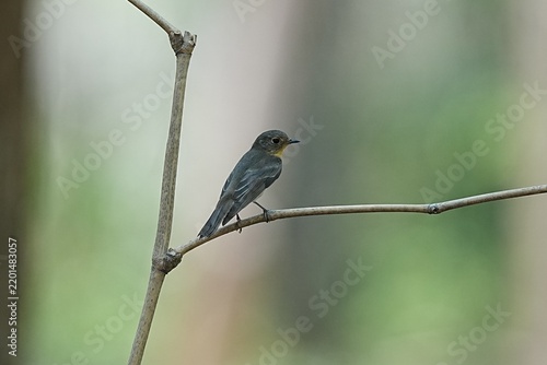 The Brown-streaked Flycatcher lives in natural forests.