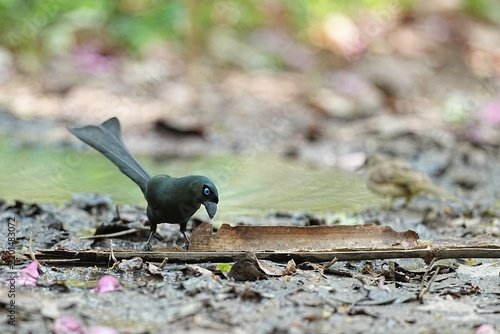 The Oriental Pied Hornbill lives in the wild.