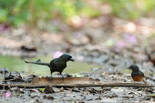 The Oriental Pied Hornbill lives in the wild.