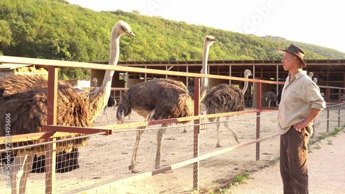 Ostrich farm. Livestock farming. Animal husbandry