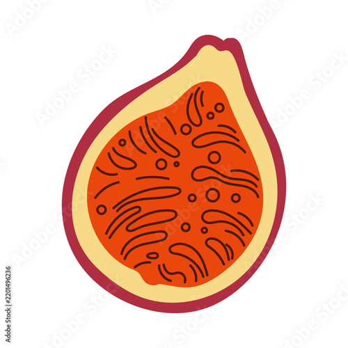 Stylized half fig fruit with seeds isolated on white background vector illustration