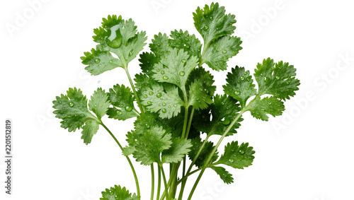 Fresh green cilantro leaves with water droplets, isolated on transparent background