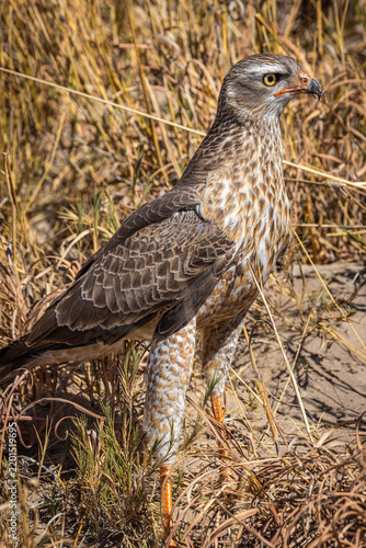 Foto Juvenile Silver Pale Chanting-goshawk (Melierax canorus argentior) on the ground