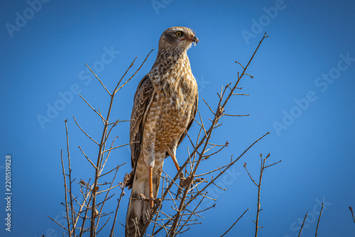 Cuadro en lienzo Juvenile Silver Pale Chanting-goshawk (Melierax canorus argentior) perching in a