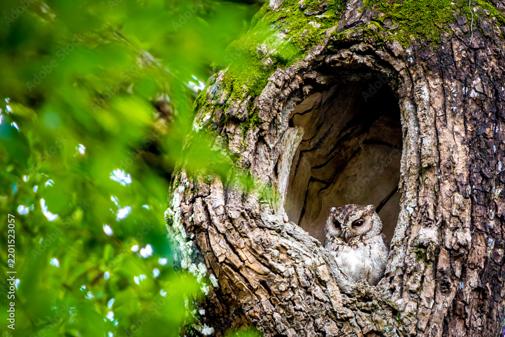 Fototapeta premium Collared scops owl watches from a hollow tree among green leaves