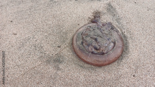 Foto Jellyfish washed ashore on wet sandy beach stranded by ocean waves representing natural marine life phenomenon