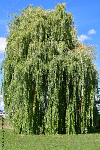 Tapety artystyczne Babylon willow in summertime in Germany