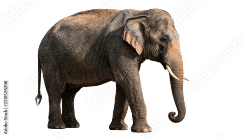 Картината върху платно Large Asian elephant with tusks walking, isolated on transparent background
