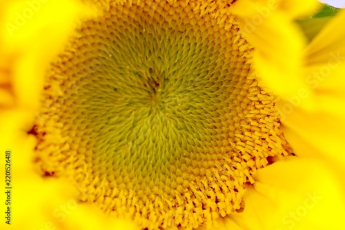 sunflower close up