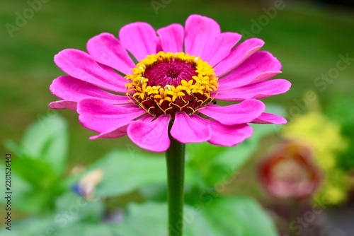pink zinnia  flower
