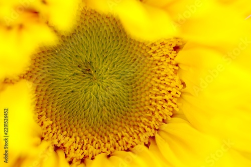 sunflower close up