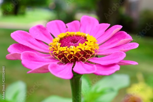 pink zinnia flower in the garden 