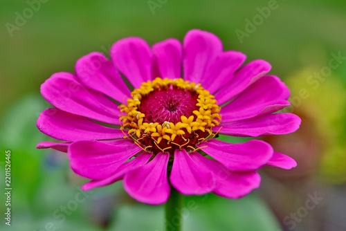 close up of a pink zinnia flower