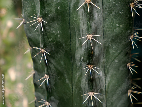 Cuadro en lienzo Close-Up of Columnar Cactus Spines on Ribbed Green Stem